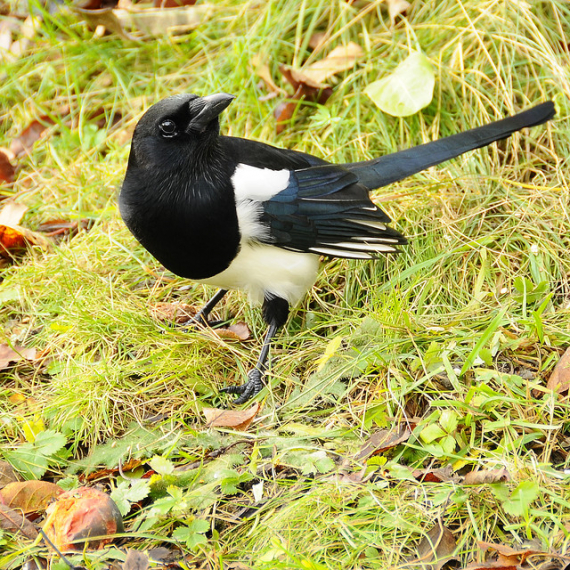 Nærfoto av en skjære på bakken om sommeren. 