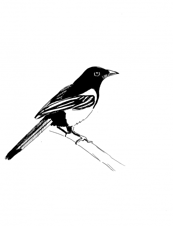 Tegnet bilde av en skjære som sitter på et gren.