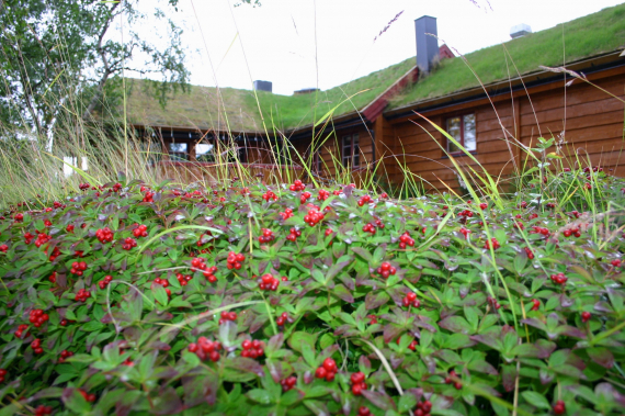 Masse hønsbær nært et hus.