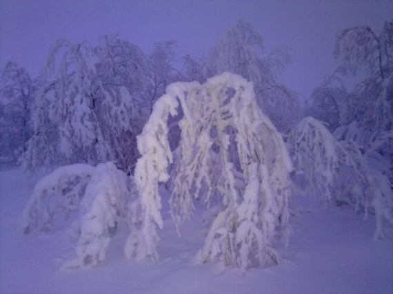 Bilde av masse snø som ligger tykt oppå bjørkeskogen.