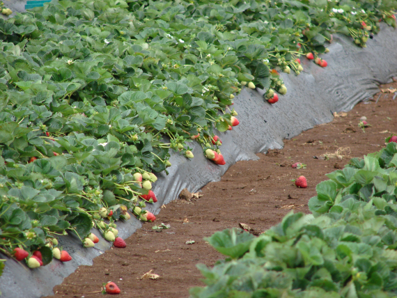Bilde av en jordbæråker.