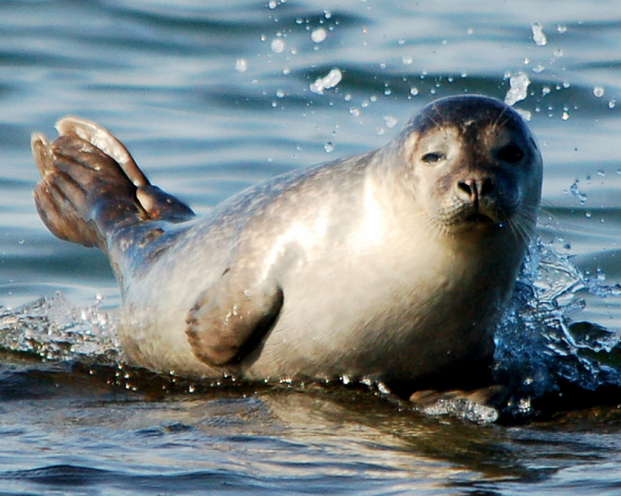 Foto av en sel som ligger i vann og ser mot fotografen.
