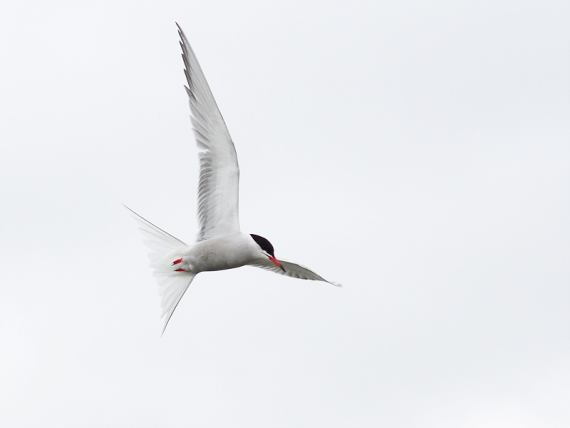 Foto av en terne som flyr, fotografert mot himmelen.