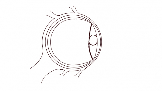 Tegning av øyeeplet.