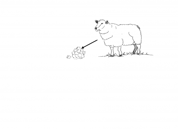 Tegnet bilde av en sau i profil.