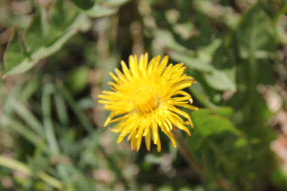 Bilde av en enkel blomst.
