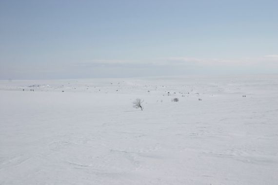 Vinterbilde av vidde.