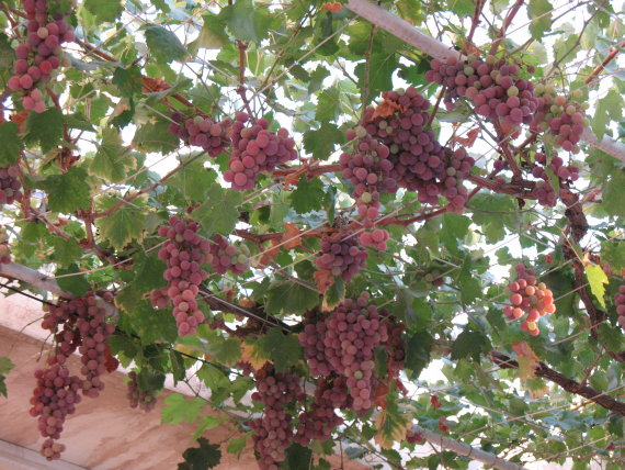 Bilde av druer i en plantasje.