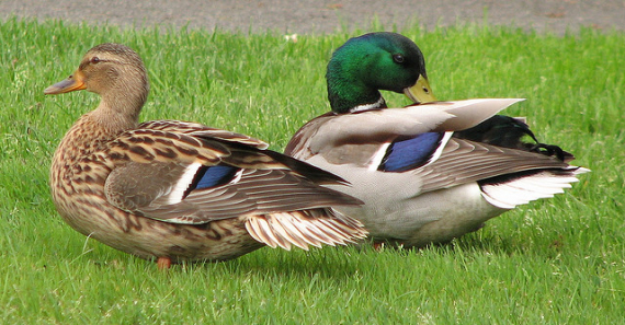 Foto av en hann og en hunn stokkand på gresset.