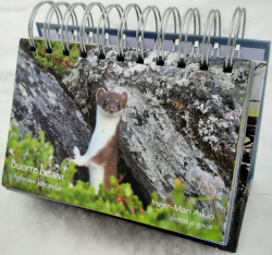 Bilde av en røyskatt, omgitt av stein og lyng.