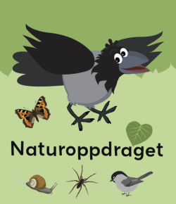 Illustrasjon av en kråke med skog i bakgrunnen.