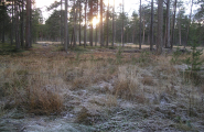 Skog