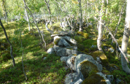 Skog