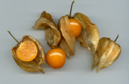Physalis